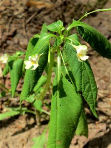 Kleines Springkraut (Impatiens parviflora) am Hockenheimer Baggersee in der Schwetzinger Hardt