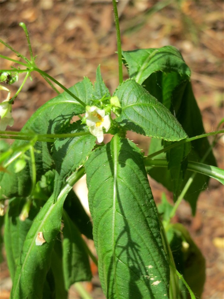 Kleines Springkraut (Impatiens parviflora) am Hockenheimer Baggersee in der Schwetzinger Hardt