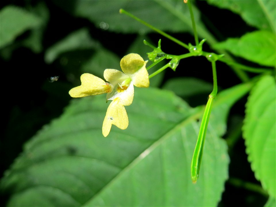 Kleines Springkraut (Impatiens parviflora) in einem Waldstück oberhalb vom Almet in Sankt Arnual