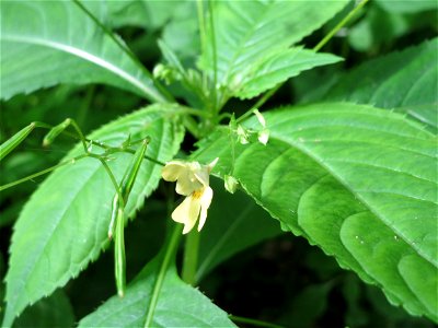 Kleines Springkraut (Impatiens parviflora) im Naturschutzgebiet „Steinbachtal / Netzbachtal“