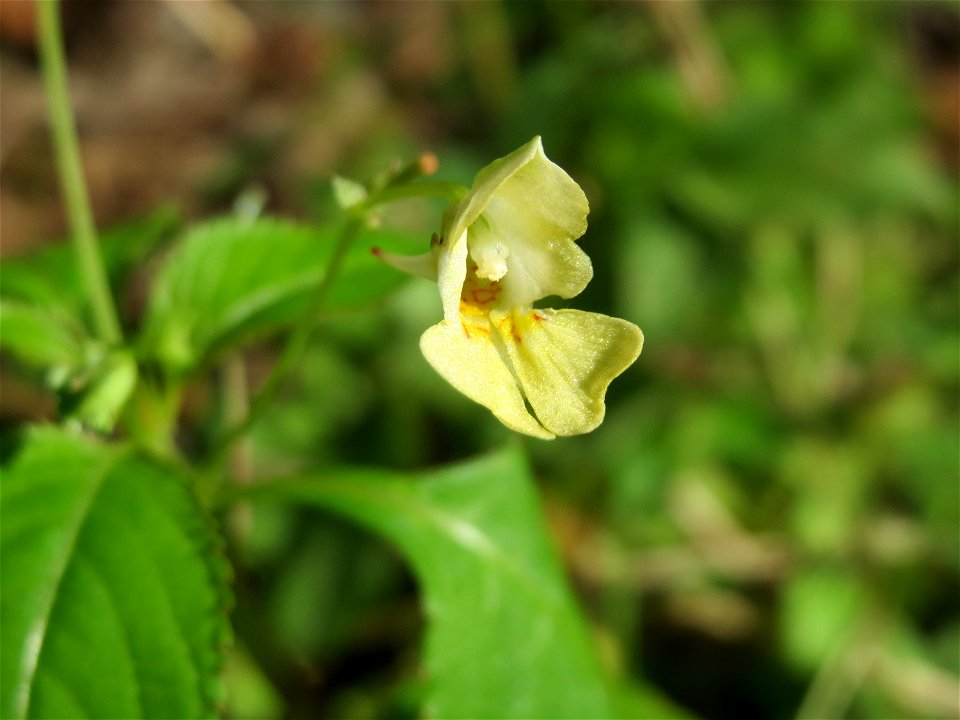 Kleines Springkraut (Impatiens parviflora) in der Schwetzinger Hardt - im 19.Jh. aus Zentralasien eingeschleppt ist es heute kaum mehr aus unseren Wäldern wegzudenken