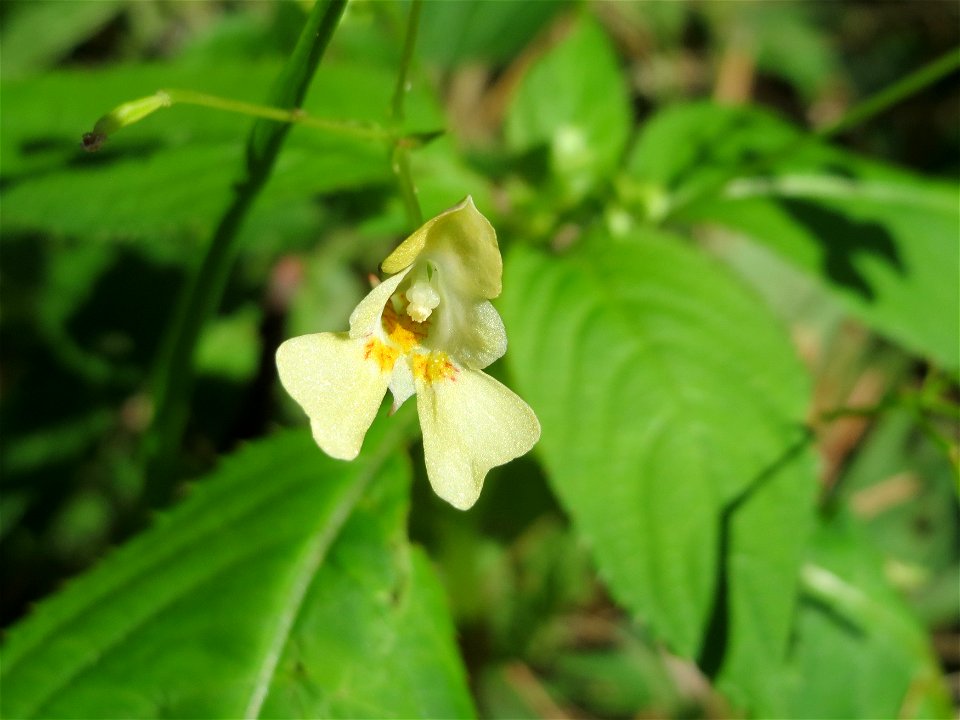 Kleines Springkraut (Impatiens parviflora) in der Schwetzinger Hardt - im 19.Jh. aus Zentralasien eingeschleppt ist es heute kaum mehr aus unseren Wäldern wegzudenken