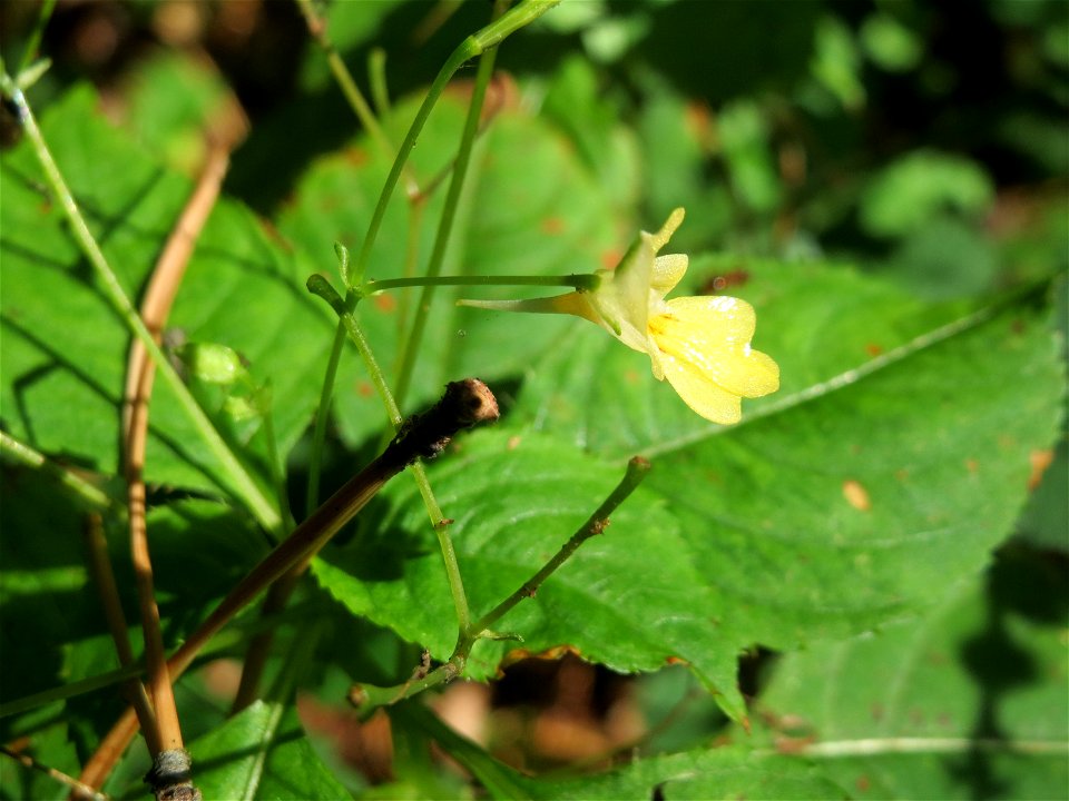 Kleines Springkraut (Impatiens parviflora) in der Schwetzinger Hardt - im 19.Jh. aus Zentralasien eingeschleppt ist es heute kaum mehr aus unseren Wäldern wegzudenken