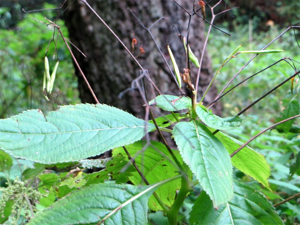 Kleines Springkraut (Impatiens parviflora) im Deutschmühlental in Alt-Saarbrücken - eingeschleppt aus Mittel-Asien