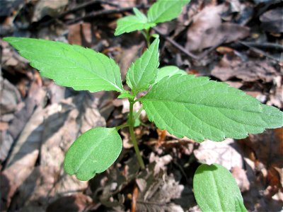 Erstes Kleines Springkraut (Impatiens parviflora) in der Schwetzinger Hardt