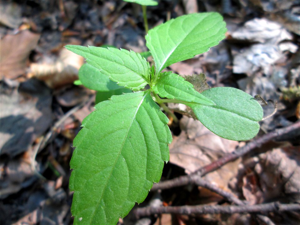 Erstes Kleines Springkraut (Impatiens parviflora) in der Schwetzinger Hardt