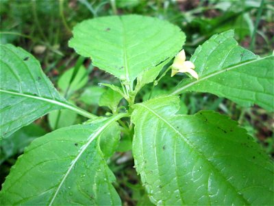 Kleines Springkraut (Impatiens parviflora) am Kaninchenberg (Landschaftsschutzgebiet) in Saarbrücken