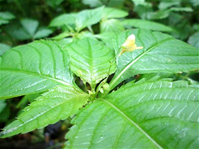 Kleines Springkraut (Impatiens parviflora) am Kaninchenberg (Landschaftsschutzgebiet) in Saarbrücken