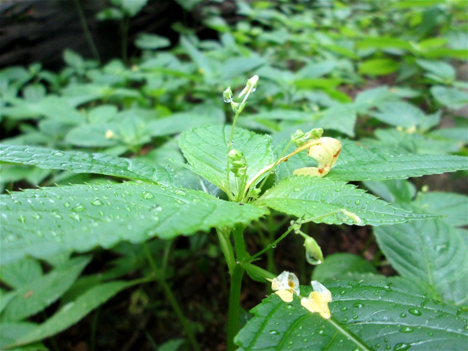Kleines Springkraut (Impatiens parviflora) am Kaninchenberg (Landschaftsschutzgebiet) in Saarbrücken