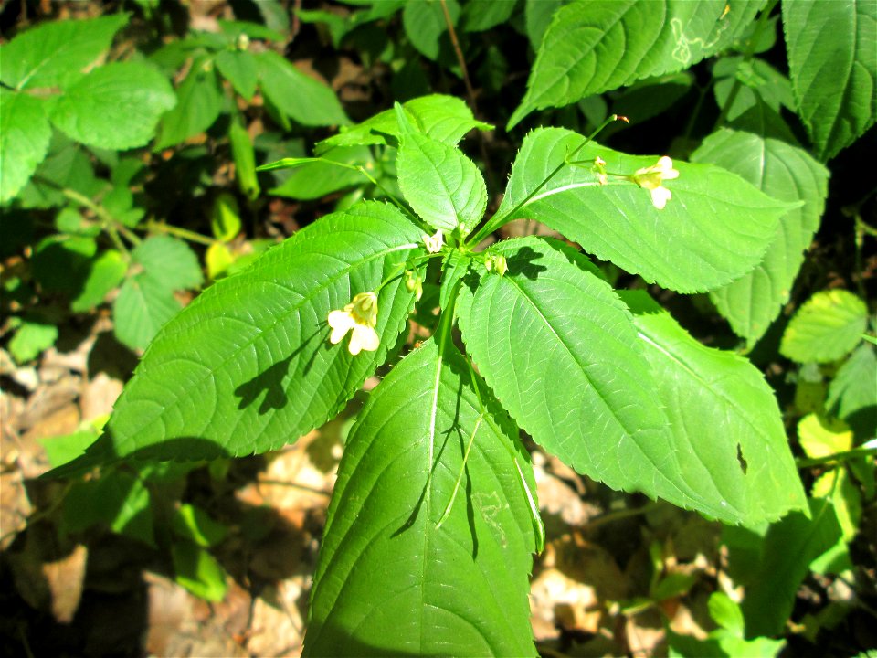 Kleines Springkraut (Impatiens parviflora) in der Schwetzinger Hardt