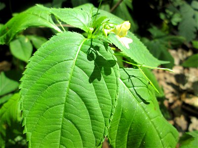 Kleines Springkraut (Impatiens parviflora) in der Schwetzinger Hardt