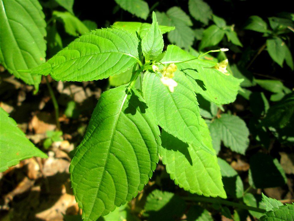 Kleines Springkraut (Impatiens parviflora) in der Schwetzinger Hardt