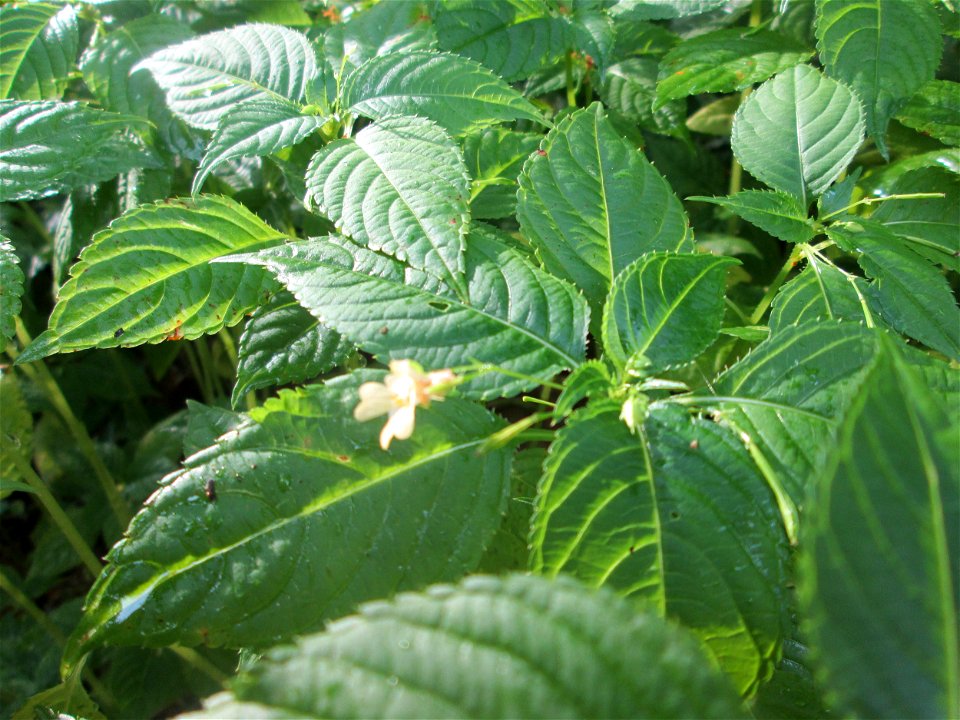 Kleines Springkraut (Impatiens parviflora) in der Schwetzinger Hardt