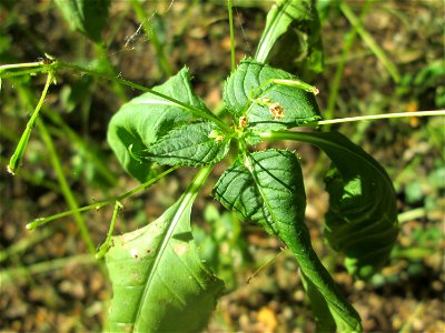 Kleines Springkraut (Impatiens parviflora) am Hockenheimer Baggersee in der Schwetzinger Hardt