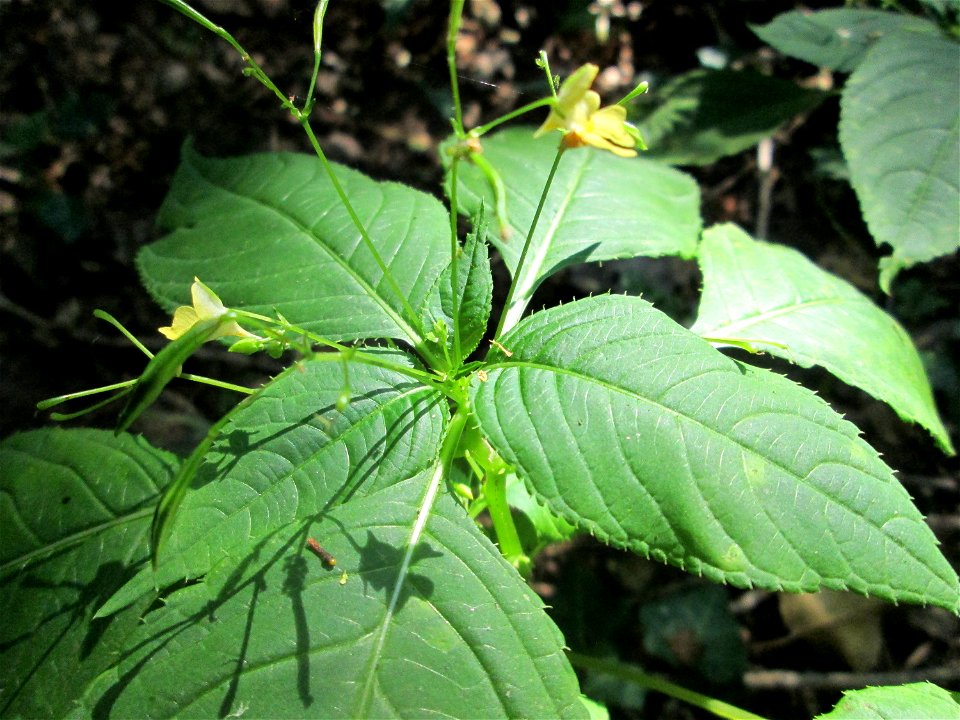Kleines Springkraut (Impatiens parviflora) im Almet in Sankt Arnual