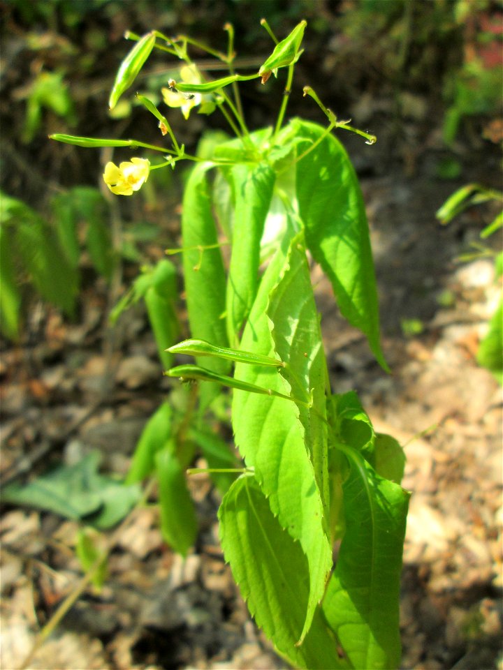 Kleines Springkraut (Impatiens parviflora) im Almet in Sankt Arnual - in der Sonne lässt es die Blätter hängen, was nicht bedeutet, dass es verwelkt, sondern Selbstschutz ist gegen Austrocknung
