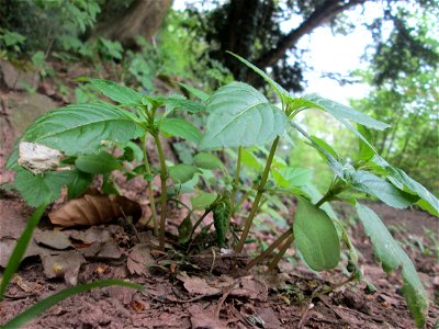 Kleines Springkraut (Impatiens parviflora) im Landschaftsschutzgebiet „Winterberg“ in Sankt Arnual - eingeschleppt aus Asien