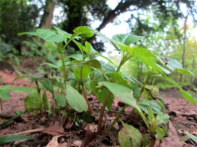 Kleines Springkraut (Impatiens parviflora) im Landschaftsschutzgebiet „Winterberg“ in Sankt Arnual - eingeschleppt aus Asien