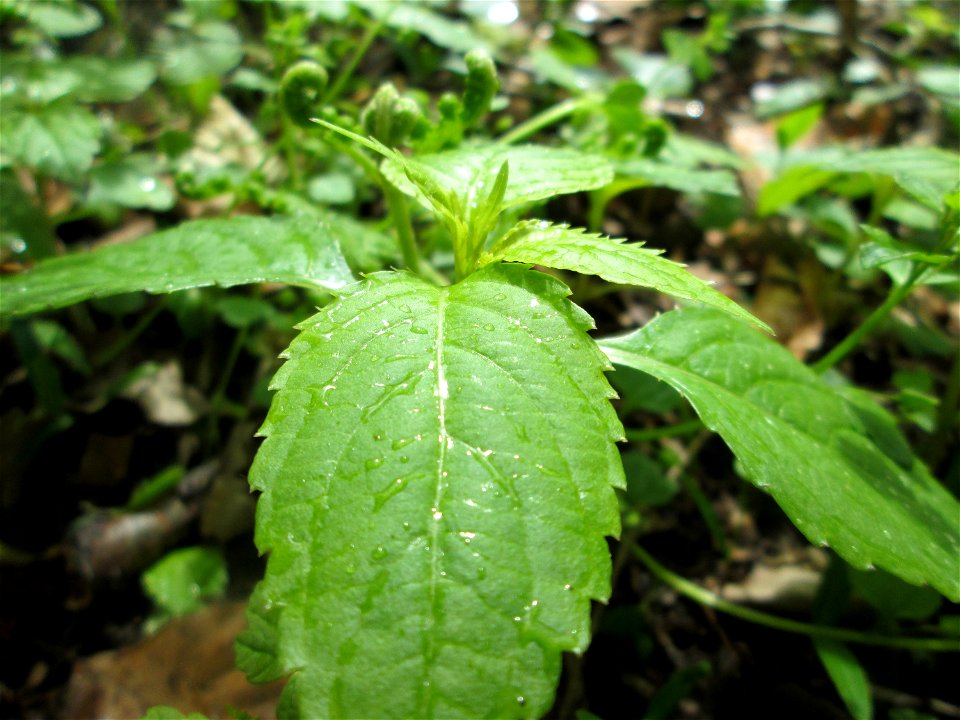 Kleines Springkraut (Impatiens parviflora) im Landschaftsschutzgebiet „Drahtzugweiher und das Habsterwiesental“ in Alt-Saarbrücken