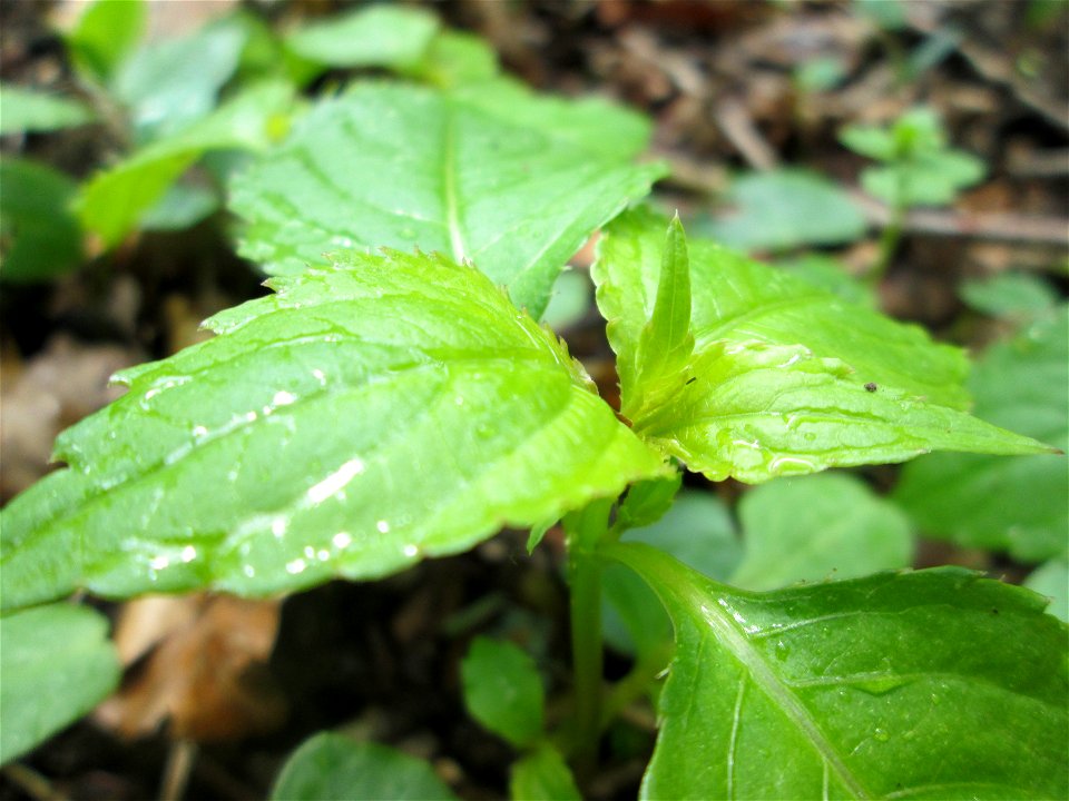 Kleines Springkraut (Impatiens parviflora) im Landschaftsschutzgebiet „Drahtzugweiher und das Habsterwiesental“ in Alt-Saarbrücken