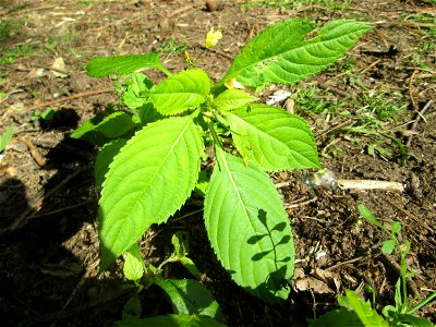 Kleines Springkraut (Impatiens parviflora) nahe am Hockenheimer Baggersee am Rand der Schwetzinger Hardt