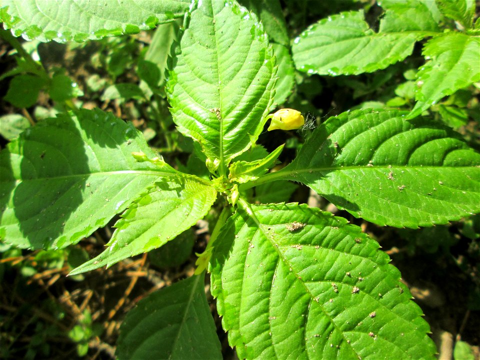 Kleines Springkraut (Impatiens parviflora) nahe am Hockenheimer Baggersee am Rand der Schwetzinger Hardt