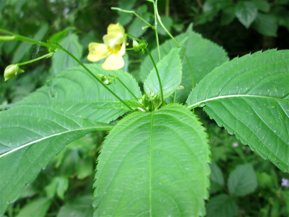 Kleines Springkraut (Impatiens parviflora) im Naturschutzgebiet „St. Arnualer Wiesen“