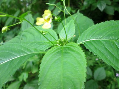 Kleines Springkraut (Impatiens parviflora) im Naturschutzgebiet „St. Arnualer Wiesen“