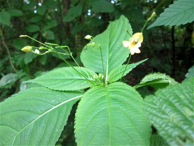 Kleines Springkraut (Impatiens parviflora) im Naturschutzgebiet „St. Arnualer Wiesen“