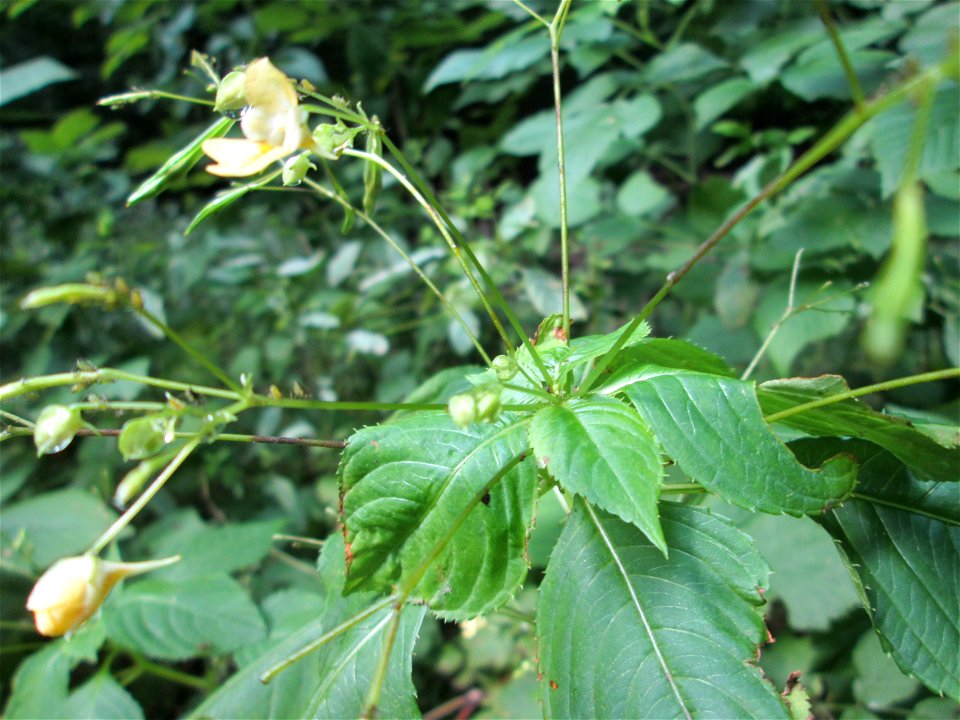 Kleines Springkraut (Impatiens parviflora) im Wald bei Fechingen