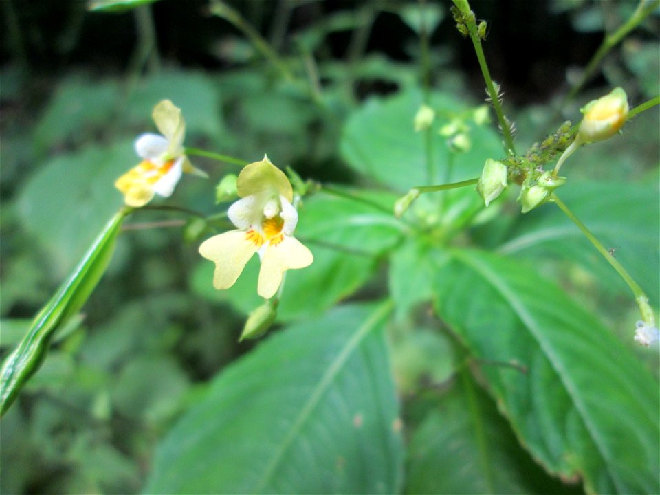 Kleines Springkraut (Impatiens parviflora) im Wald bei Fechingen