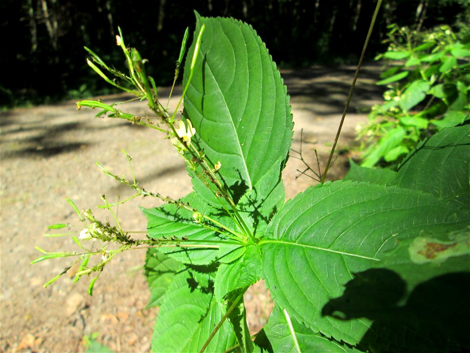 Kleines Springkraut (Impatiens parviflora) im Hochwald bei Bischmisheim