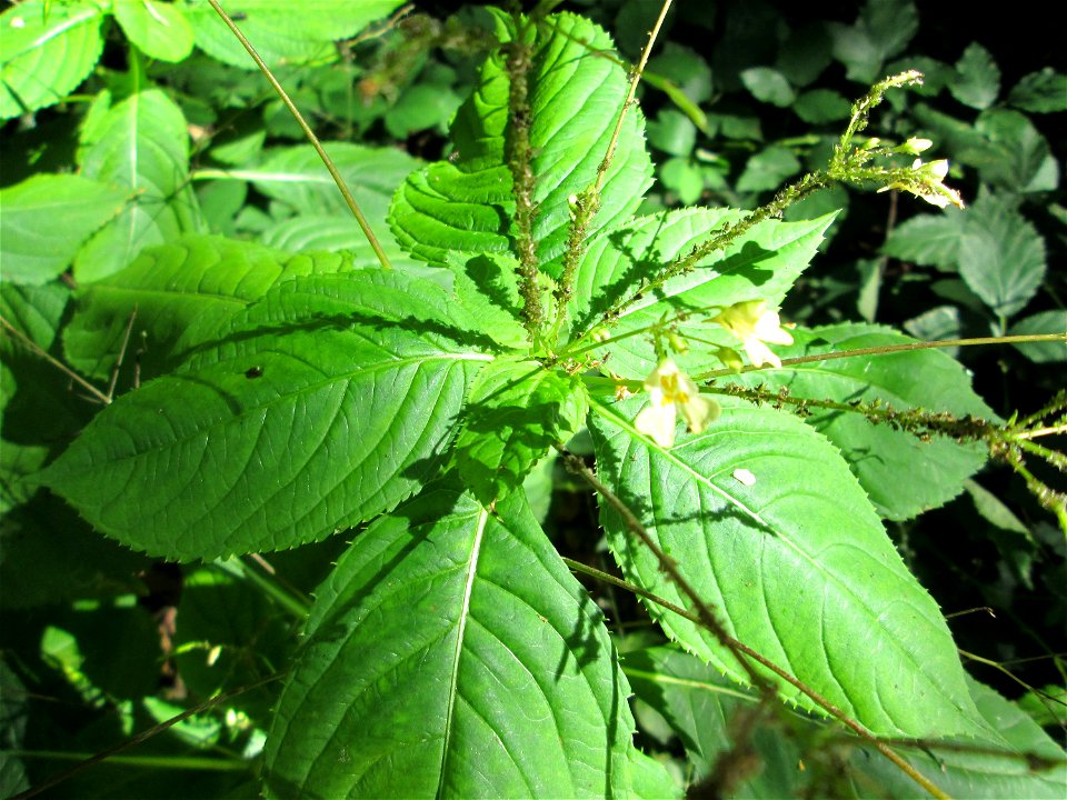 Kleines Springkraut (Impatiens parviflora) im Hochwald bei Bischmisheim