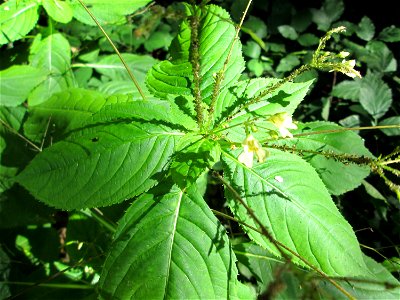 Kleines Springkraut (Impatiens parviflora) im Hochwald bei Bischmisheim