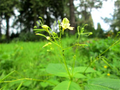 Kleines Springkraut (Impatiens parviflora) am Hauptfriedhof Saarbrücken