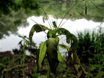 Kleines Springkraut (Impatiens parviflora) im Landschaftsschutzgebiet „Drahtzugweiher und das Habsterwiesental“ in Alt-Saarbrücken