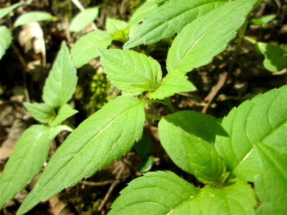 Kleines Springkraut (Impatiens parviflora) am Reppersberges in Alt-Saarbrücken