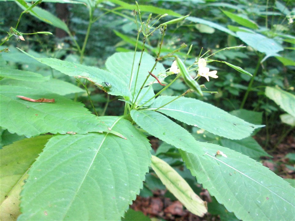 Kleines Springkraut (Impatiens parviflora) im Landschaftschutzgebiet „Halberg“ in Saarbrücken