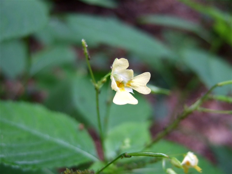 Impatiens parvifloraDeutsch:  Kleines Springkraut