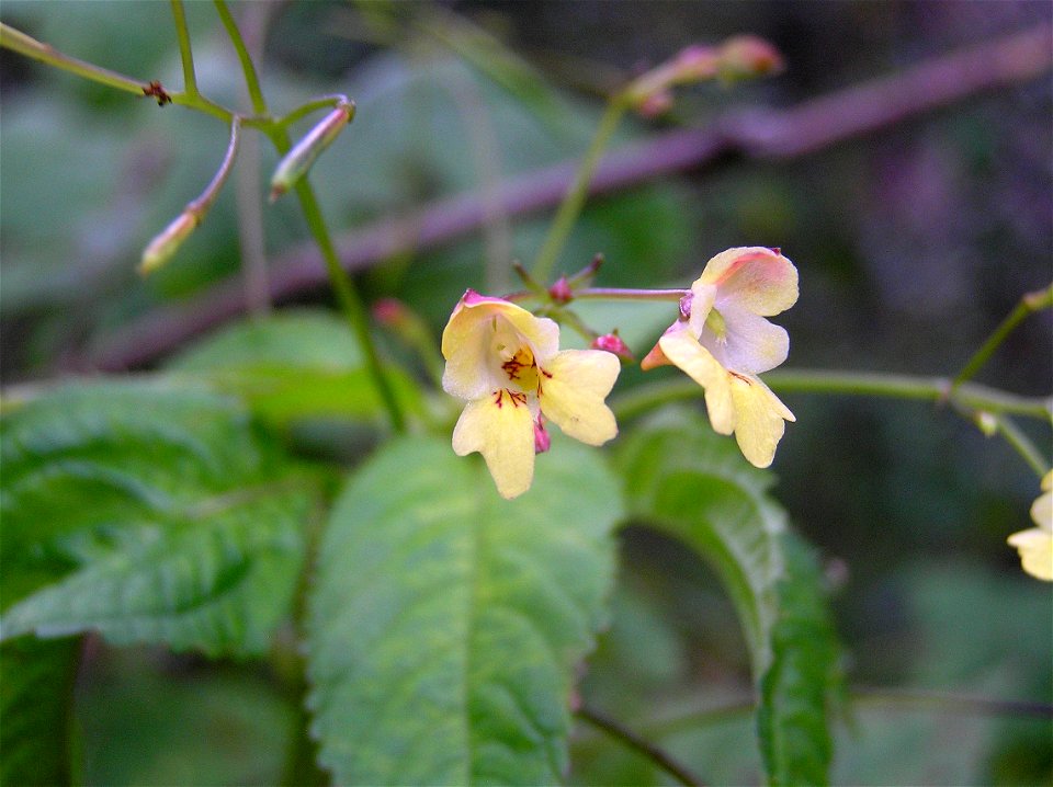 Impatiens parviflora