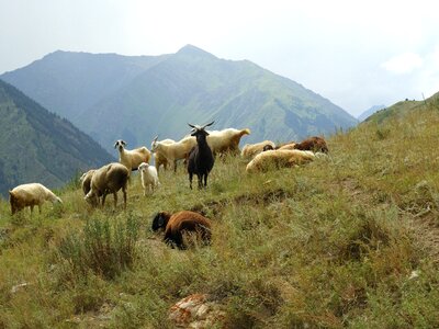 Goats herd pasture photo