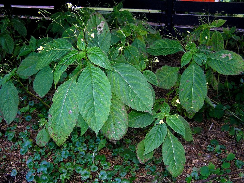 Impatiens parviflora