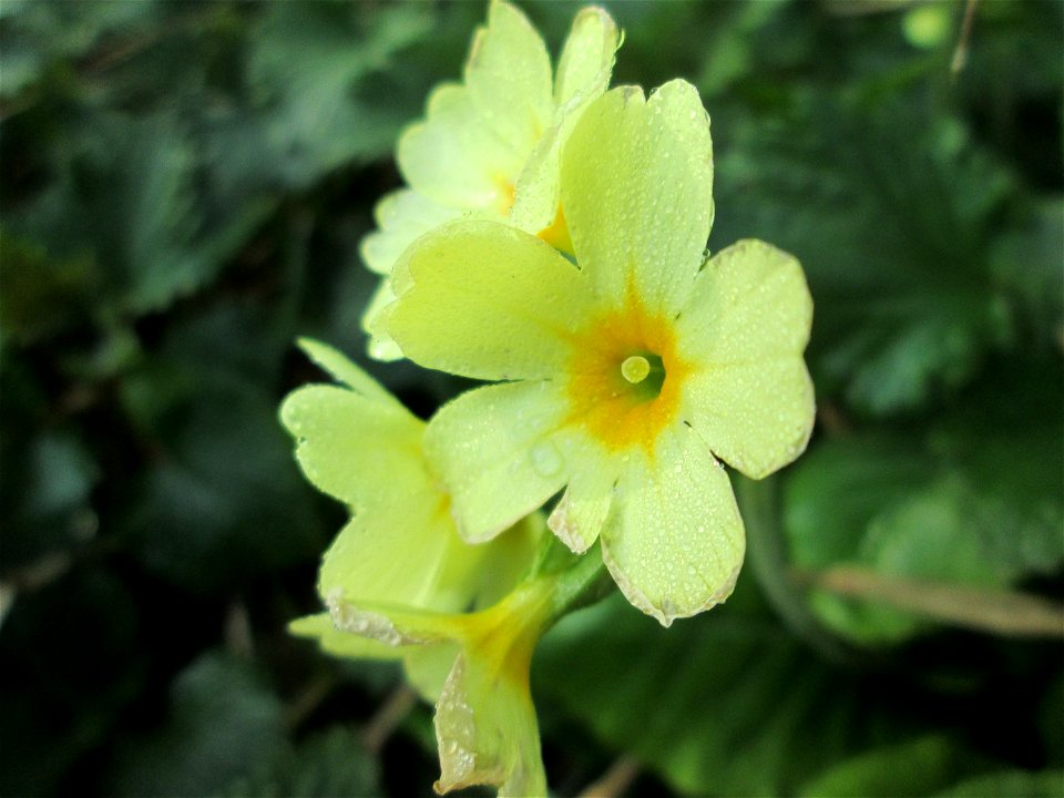 Hohe Schlüsselblume (Primula elatior) am Rand vom Brettwald im Naturschutzgebiet „Malscher Aue“