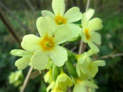 Hohe Schlüsselblume (Primula elatior) am Rand vom Brettwald im Naturschutzgebiet „Malscher Aue“