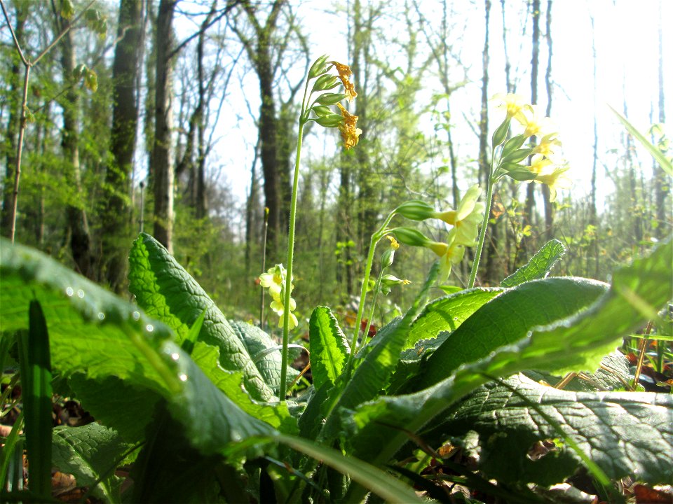 Hohe Schlüsselblume (Primula elatior) im Brettwald bei Malsch