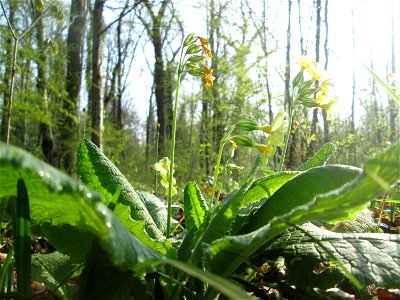 Hohe Schlüsselblume (Primula elatior) im Brettwald bei Malsch
