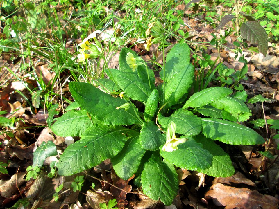 Hohe Schlüsselblume (Primula elatior) im Brettwald bei Malsch