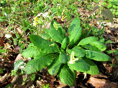Hohe Schlüsselblume (Primula elatior) im Brettwald bei Malsch