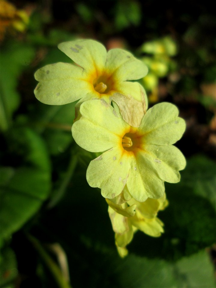 Hohe Schlüsselblume (Primula elatior) im Brettwald bei Malsch