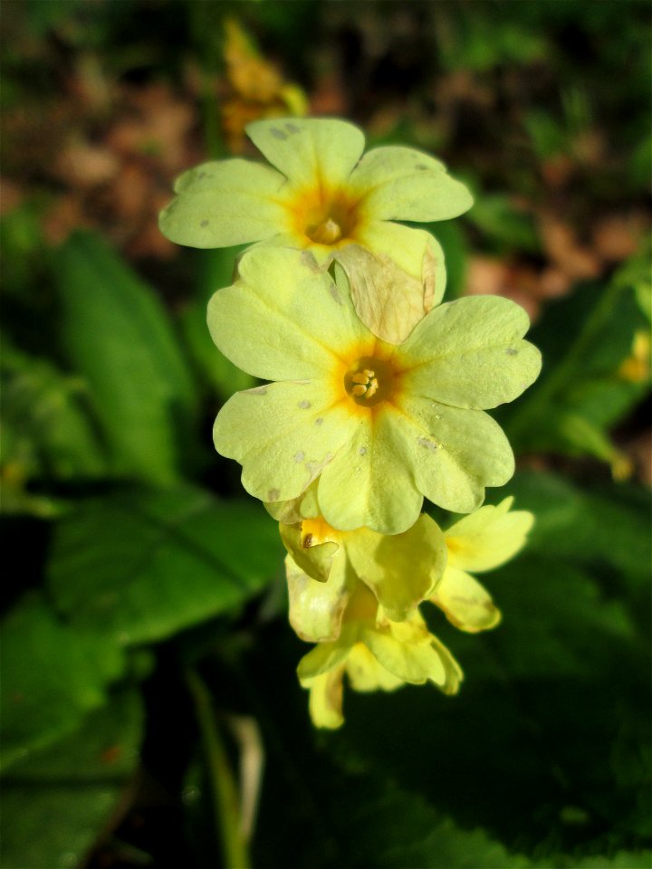 Hohe Schlüsselblume (Primula elatior) im Brettwald bei Malsch